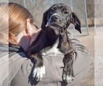 Small #3 Boxer-Plott Hound Mix