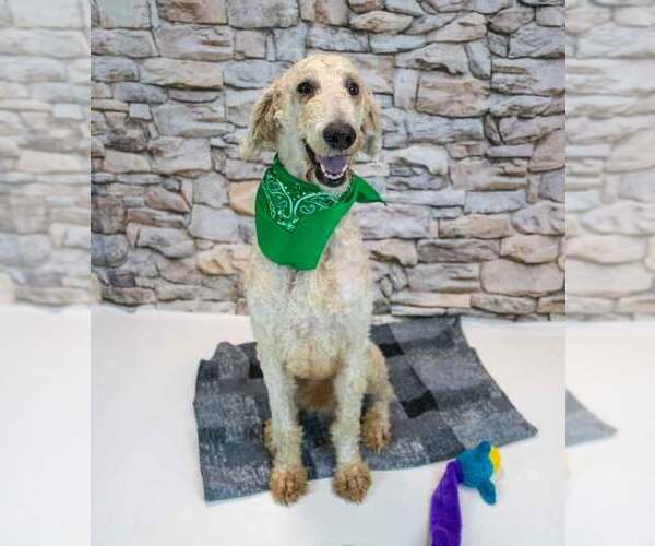 Medium Photo #2 Labradoodle Puppy For Sale in Kennesaw, GA, USA