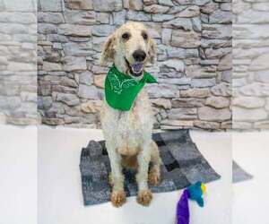 Salvatore - Male Labradoodle Dog for Adoption - Photo #2