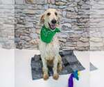 Small Photo #2 Labradoodle Puppy For Sale in Kennesaw, GA, USA