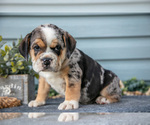 Small #2 Beabull