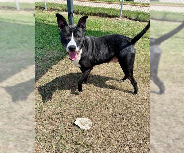 Medium Photo #2 American Pit Bull Terrier-Unknown Mix Puppy For Sale in Pasadena, TX, USA