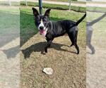 Small #1 American Pit Bull Terrier Mix
