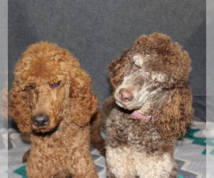 Father of the Poodle (Standard) puppies born on 06/30/2021