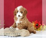 Small #4 Cavapoo