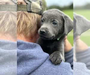 Labrador Retriever Puppy for sale in DELEVAN, NY, USA