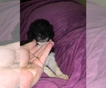 Small Photo #21 Poodle (Standard) Puppy For Sale in LEXINGTON, SC, USA