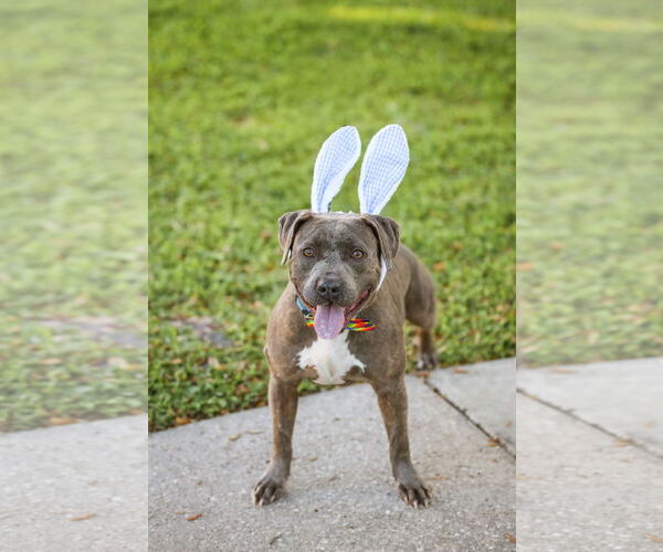 Medium Photo #5 Labrador Retriever-Unknown Mix Puppy For Sale in  Gainesville, FL, USA