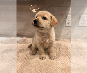 Alaskan Husky-Golden Retriever Mix Puppy for sale in PORTLAND, OR, USA