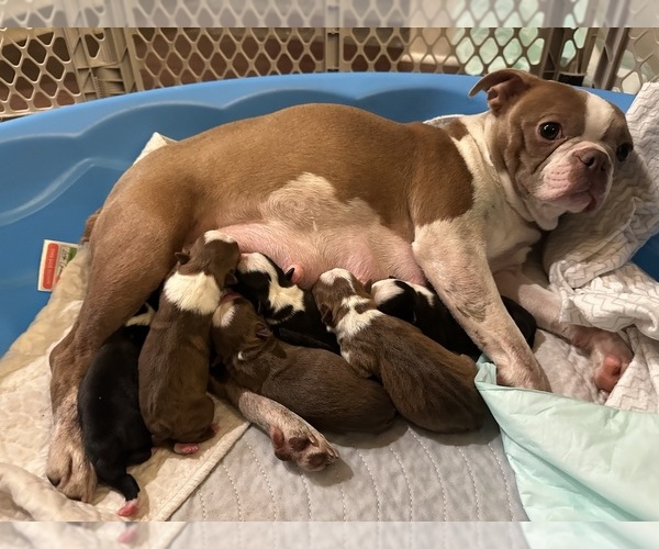 Medium Photo #1 Boston Terrier Puppy For Sale in VALDOSTA, GA, USA