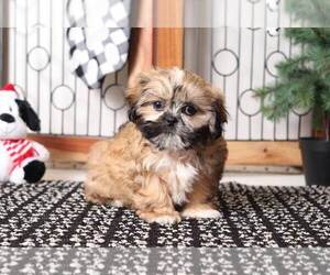 Shih Tzu Puppy for sale in NAPLES, FL, USA