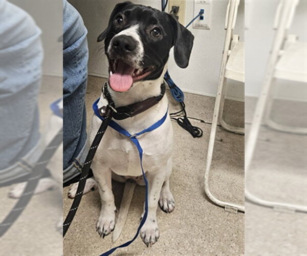 Medium Photo #1 German Shorthaired Pointer-Unknown Mix Puppy For Sale in Bakersfield, CA, USA