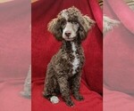 Small Photo #1 Cockapoo (Miniature) Puppy For Sale in WOOSTER, OH, USA