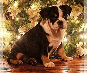 Olde English Bulldogge Puppy for sale in HOOKERTON, NC, USA