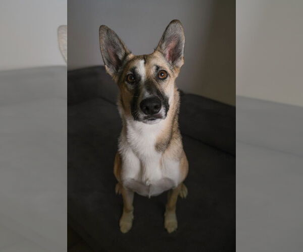 Medium Photo #1 Mutt Puppy For Sale in Woodland Hills, CA, USA