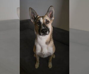 Mutt Dogs for adoption in Woodland Hills, CA, USA