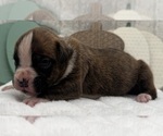 Small #4 Boxer