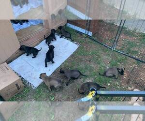 Belgian Malinois Puppy for sale in LAKE HILLS, TX, USA