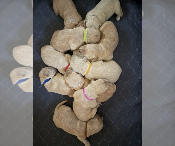 Medium Photo #1 Golden Retriever Puppy For Sale in BUTNER, NC, USA