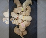 Small Golden Retriever