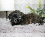 Small #3 Shih Tzu