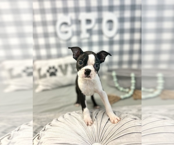 Medium Photo #4 Boston Terrier Puppy For Sale in MARIETTA, GA, USA