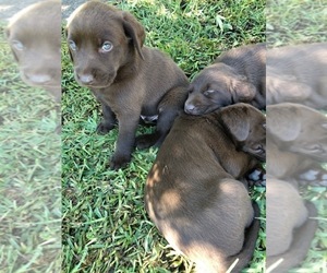 Labrador Retriever Puppy for sale in GONZALES, TX, USA