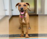 Small #6 German Pinscher Mix