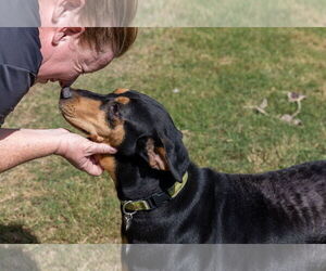 Madeline - Female Doberman Pinscher-Pointer Mix Dog for Adoption - Photo #13