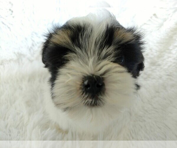Medium Photo #1 Havanese Puppy For Sale in DOUGLAS, GA, USA