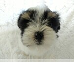 Small Photo #1 Havanese Puppy For Sale in DOUGLAS, GA, USA