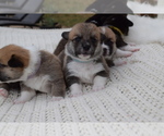 Small Photo #63 Pembroke Welsh Corgi Puppy For Sale in SOULSBYVILLE, CA, USA