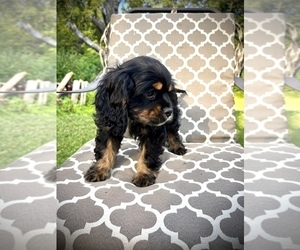 Cavalier King Charles Spaniel Puppy for sale in CENTURIA, WI, USA