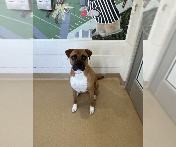 Medium Photo #2 American Pit Bull Terrier-Unknown Mix Puppy For Sale in Derwood, MD, USA