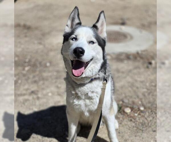 Medium Photo #1 Siberian Husky-Unknown Mix Puppy For Sale in Las Vegas, NV, USA