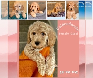 Goldendoodle-Poodle (Standard) Mix Puppy for sale in SUGAR LAND, TX, USA
