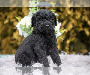 Medium Poodle (Standard)
