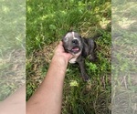 Small #1 American Bully