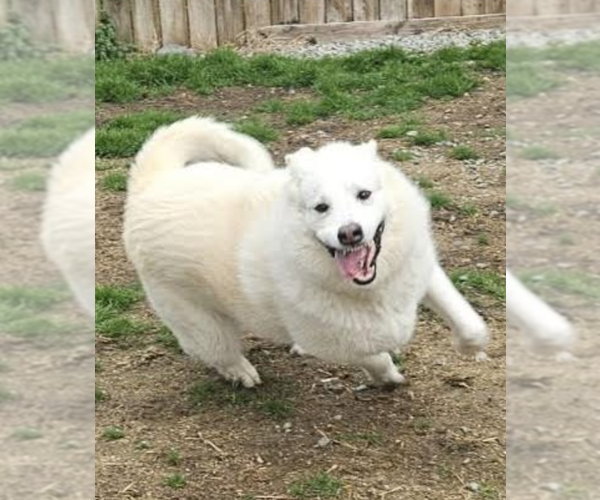 Medium Photo #8 Great Pyrenees-Unknown Mix Puppy For Sale in Thomasville, NC, USA