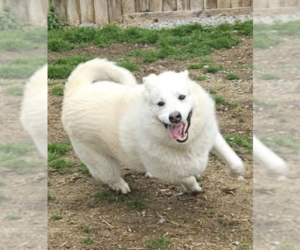 Opal - Female Great Pyrenees-Unknown Mix Dog for Adoption - Photo #8