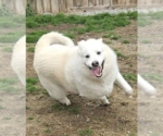 Small #7 Great Pyrenees Mix