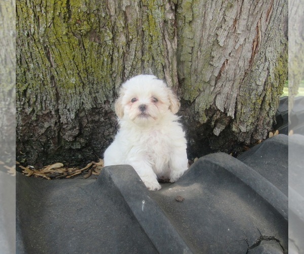 Medium Photo #1 Zuchon Puppy For Sale in LE MARS, IA, USA