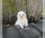 Small Photo #1 Zuchon Puppy For Sale in LE MARS, IA, USA