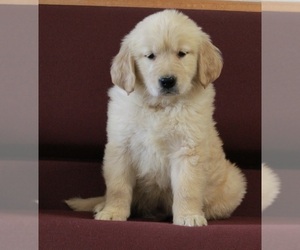 Golden Retriever Puppy for sale in FREDERICKSBURG, OH, USA