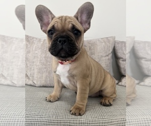 Medium French Bulldog