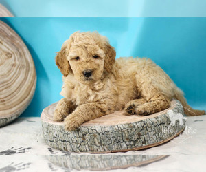 Goldendoodle Puppy for sale in CARLOCK, IL, USA