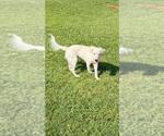 Small Labrador Retriever Mix