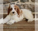 Small #1 Goldendoodle mix (+ Poodle Standard)