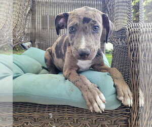Catahoula Leopard Dog-Unknown Mix Dogs for adoption in New London, WI, USA