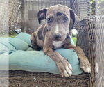 Small Catahoula Leopard Dog Mix